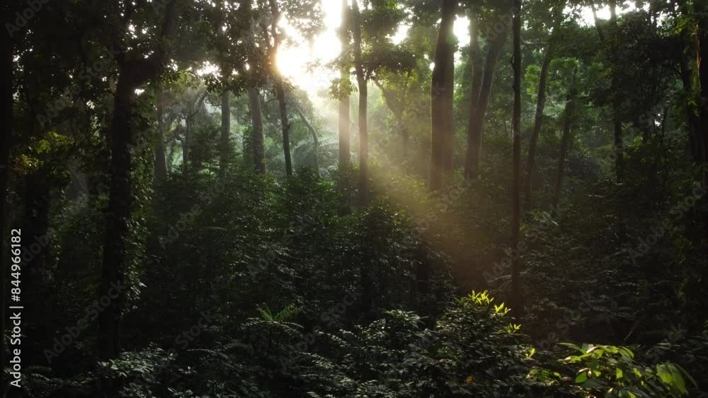 Walk through dense forests as the sun peeks through the trees in summer. The rays illuminate the green forest. Cifor, IPB University Bogor research forest, Indonesia. Walk through dense forests as the sun peeks through the trees in summer. The rays illuminate the green forest. Cifor, IPB University Bogor research forest, Indonesia.