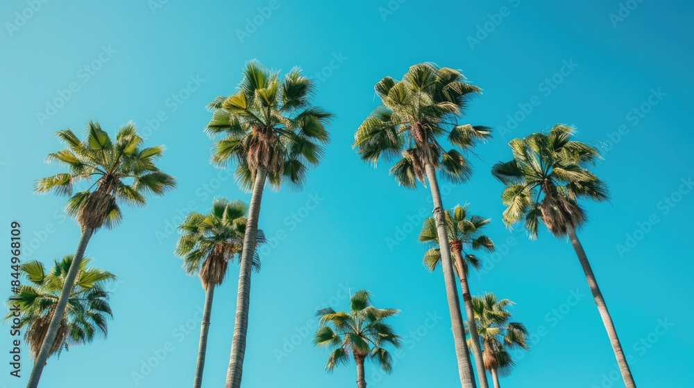 Sugar palm trees under a clear blue sky