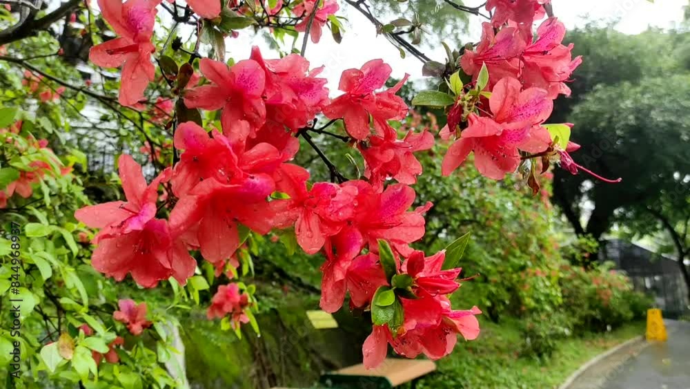 Rhododendron spp or Azalea flowers are a type of flower with striking and varied colors.