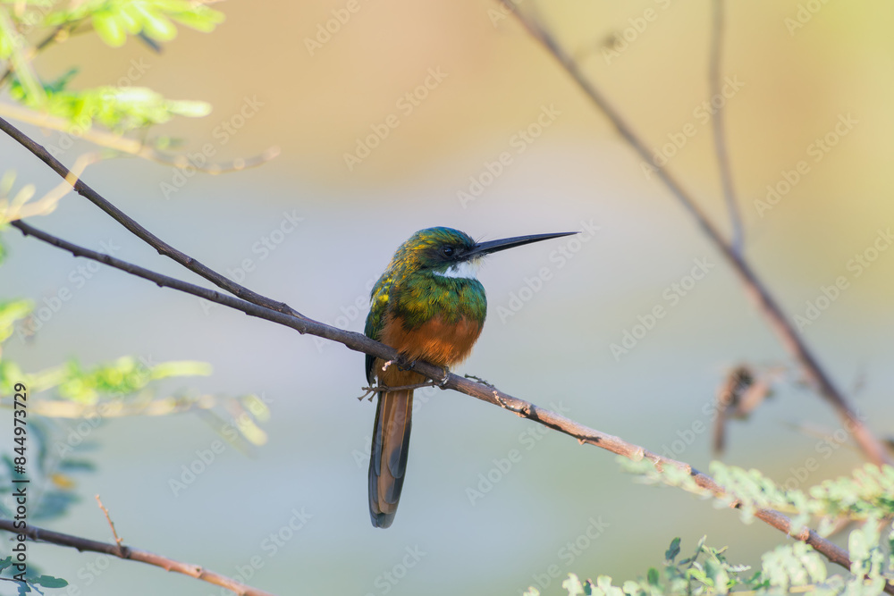 Ariramba-de-cauda-ruiva (Galbula ruficauda) Ariramba-de-cauda-ruiva (Galbula ruficauda)