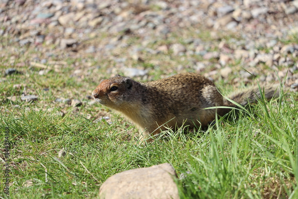 Ground Squirrel on the grass Ground Squirrel on the grass