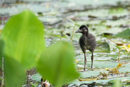Valokuva A chick of the white breasted water-hen by the water