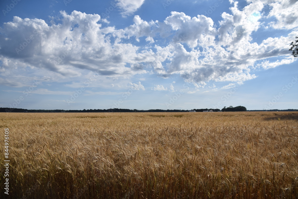 wheat fields organic wheat fields organic