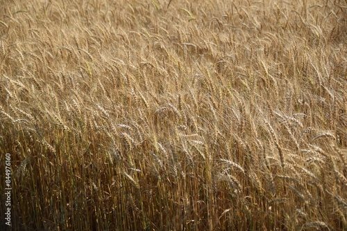 wheat organic bread berry harvest food