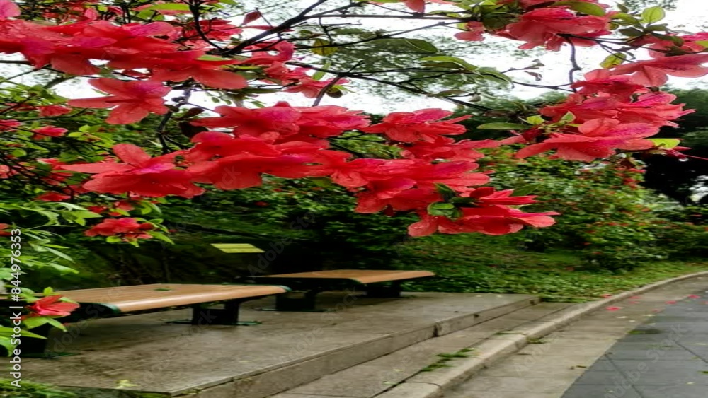 Rhododendron spp or Azalea flowers are a type of flower with striking and varied colors.