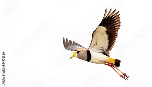 African wattled lapwing or Senegal plover - Vanellus senegallus - are large brown waders with a black crown, white forehead and large yellow facial wattles. The tail is white, tipped black.