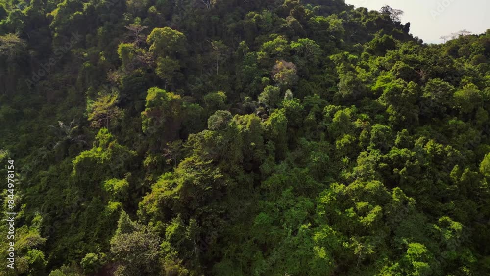 Lush green forest covering mountainside in asia. Beautiful aerial view drone Lush green forest covering mountainside in asia. Beautiful aerial view drone