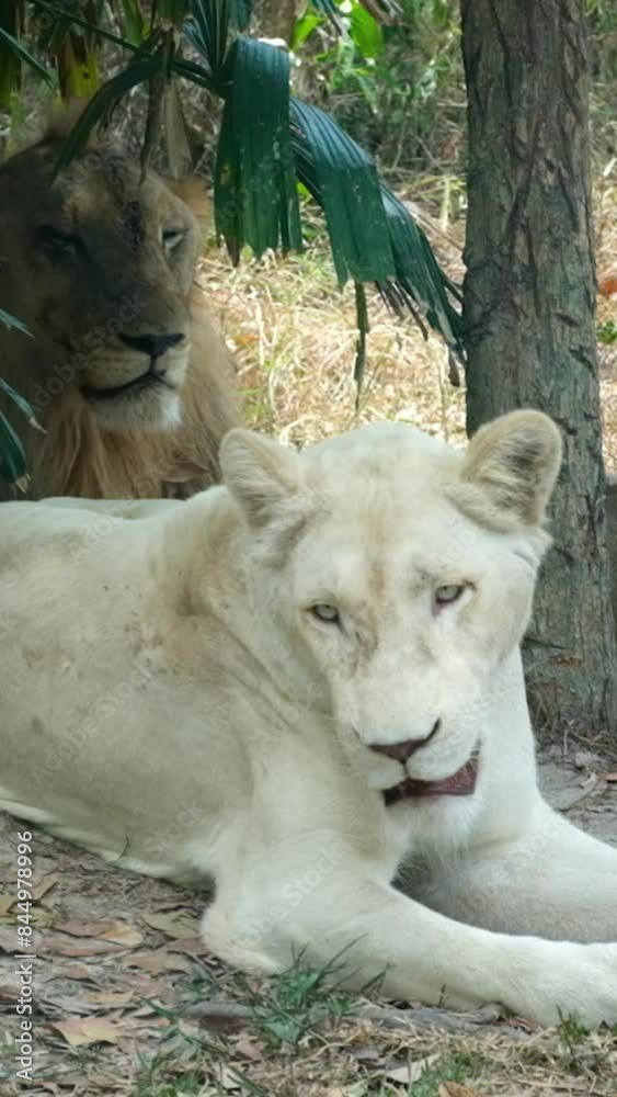 Panthera leo krugeri, Panthera leo melanochaita, a subspecies of lion found in southern and eastern Africa Panthera leo krugeri, Panthera leo melanochaita, a subspecies of lion found in southern and eastern Africa