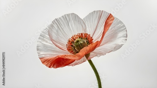 realistic image of a poppy flower on a thin stem with clear contours, precise lines, and accurate geometry on a white background. Generative AI