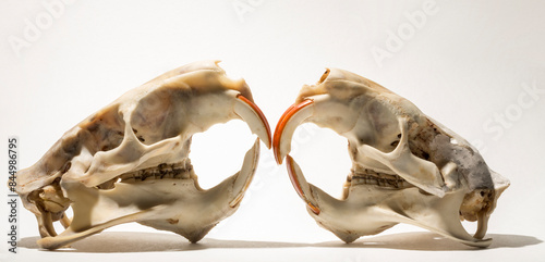 Принти на полотні Two skulls of a nutria or coypu (Myocastor coypus) on a white background