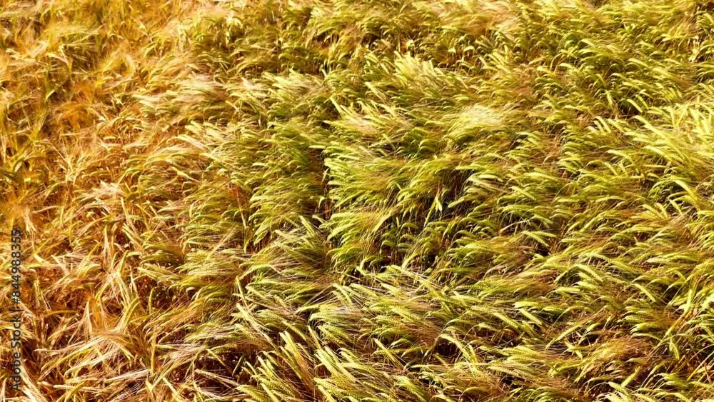Flight over agricultural grain fields - A closeup view of a golden wheat field under summer sunlight Flight over agricultural grain fields - A closeup view of a golden wheat field under summer sunlight