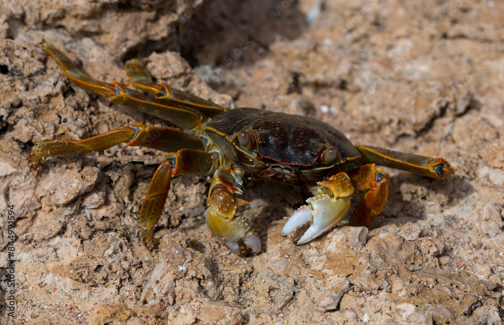 Grapsus albolineatus is a species of decapod crustacean in the family Grapsidae. Crab, on a reef rock. Fauna of the Sinai Peninsula. Grapsus albolineatus is a species of decapod crustacean in the family Grapsidae. Crab, on a reef rock. Fauna of the Sinai Peninsula.