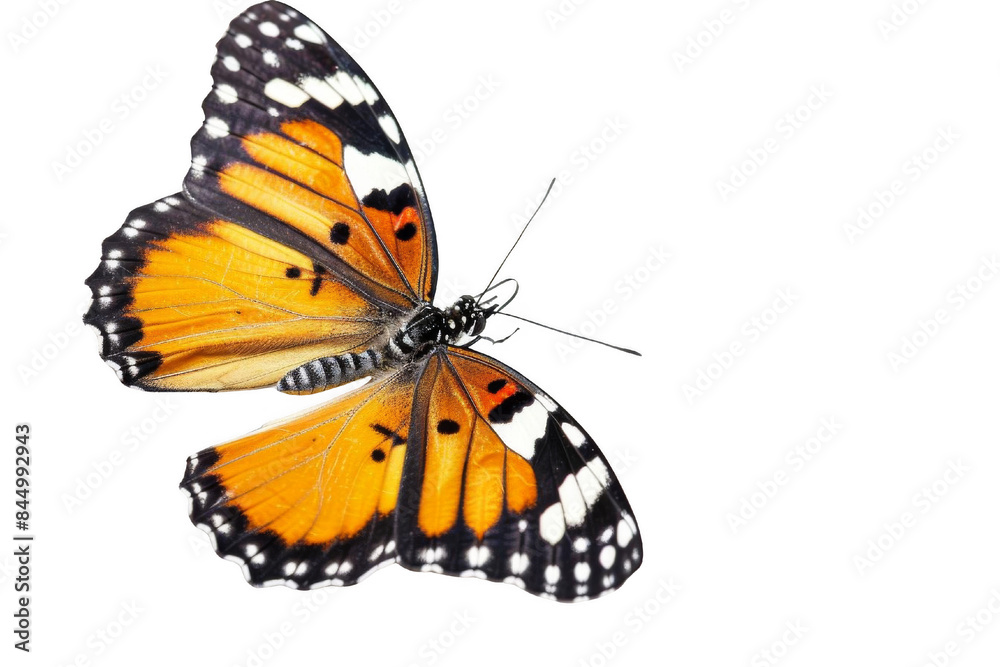 Stunning Butterfly Pollinating Flower. Nature and Pollination concept Stunning Butterfly Pollinating Flower. Nature and Pollination concept