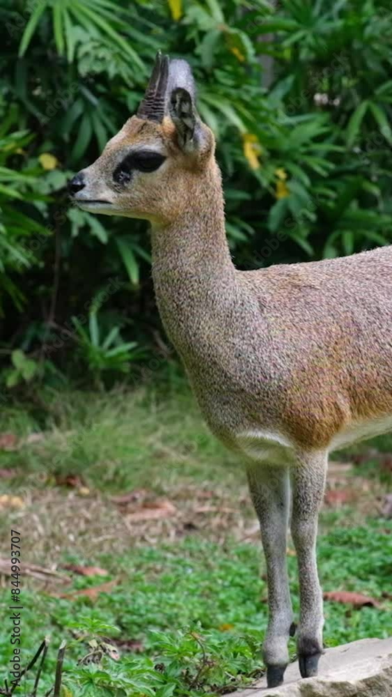 Klipspringer jumping off of a Rock. Vietnam Phu Quoc Island Safari Klipspringer jumping off of a Rock. Vietnam Phu Quoc Island Safari