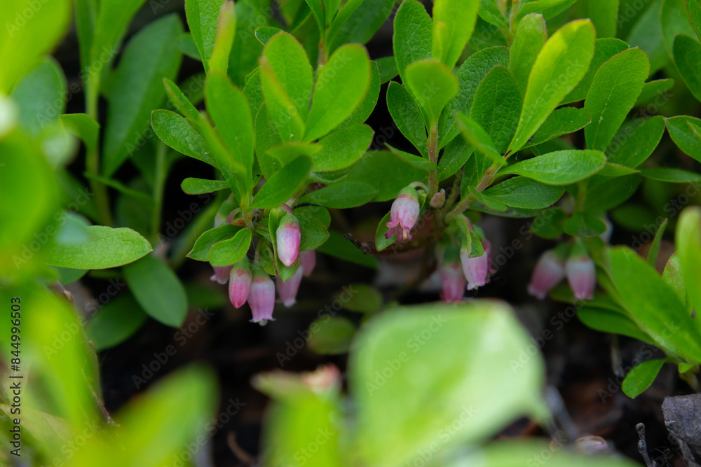 Pink flowers of dwarf bilberry with green leaves in the forest. Pink flowers of dwarf bilberry with green leaves in the forest.
