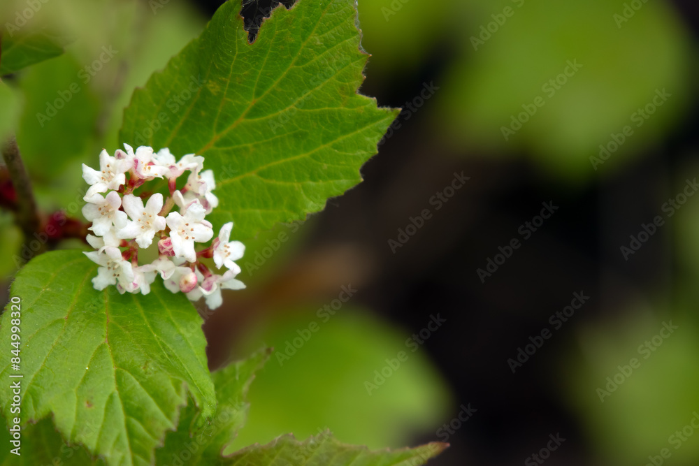 Viburnum edule branch with white flower and leaves in the forest. Viburnum edule branch with white flower and leaves in the forest.