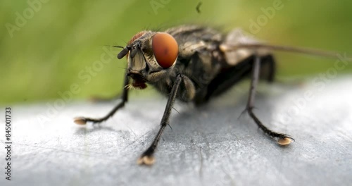 Macro closeup of a fly photo