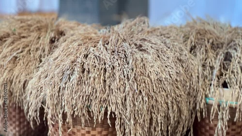 Paddy rice is dried in woven wicker baskets before being threshed by hand. photo