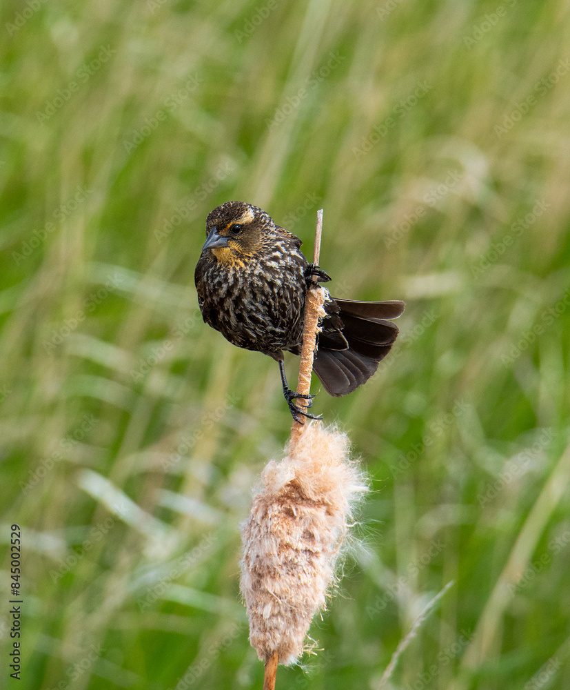 Red-winged blackbird in the marsh Red-winged blackbird in the marsh