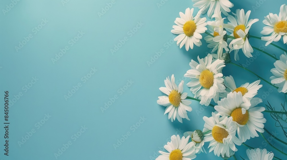 Chamomile blooms on a blue backdrop with room for text Chamomile blooms on a blue backdrop with room for text