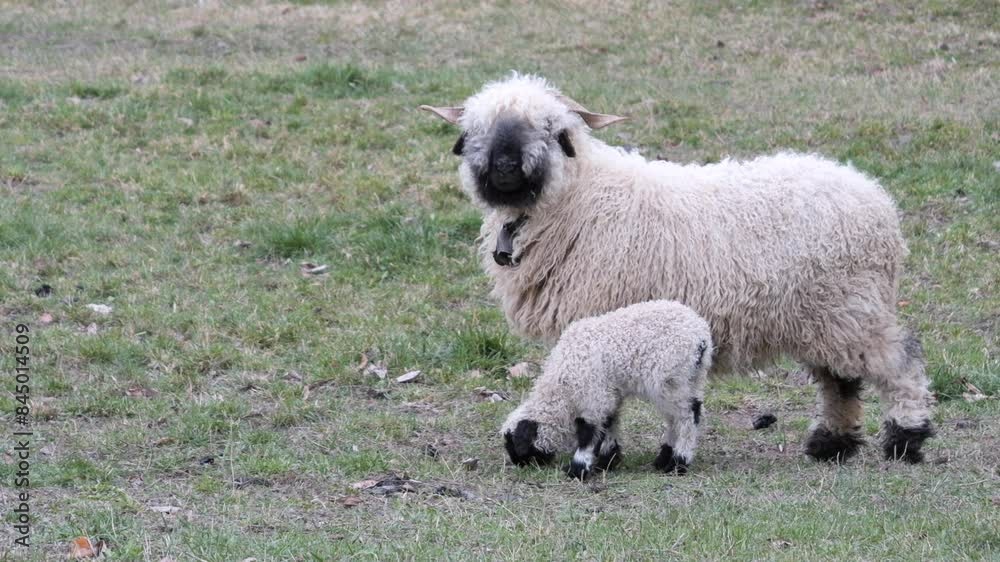 Valais Blacknose Ewe With Lamb Grazing On Grass. closeup shot Valais Blacknose Ewe With Lamb Grazing On Grass. closeup shot