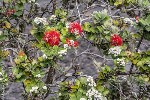 Metrosideros polymorpha, the ʻōhiʻa lehua, flowering evergreen tree in the myrtle family, Myrtaceae, Hawaii Volcanoes National Park. 1973 Lava Flows, Kīlauea volcano photo