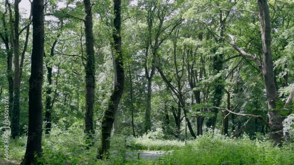 An idyllic scene in a dense woodland with trees in full leaf and a small country road running through it as motor cars and vans speed by, Worcestershire, England. An idyllic scene in a dense woodland with trees in full leaf and a small country road running through it as motor cars and vans speed by, Worcestershire, England.