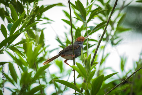 Ashy tailorbird (Orthotomus ruficeps) perched on a plant branch photo