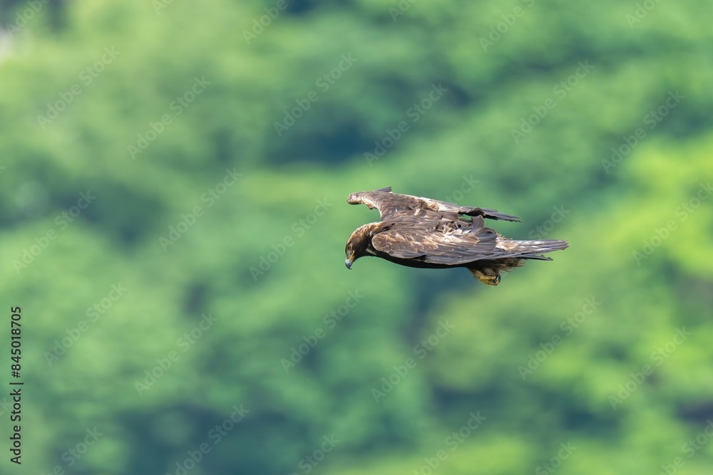 Fototapeta premium グリーンバックに獲物を探しながら悠然と飛ぶイヌワシ