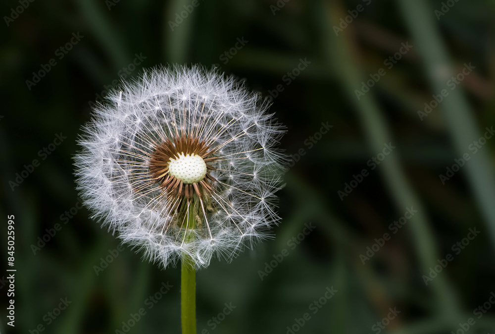 Fototapeta premium Macro shot of dandelion seed head.
