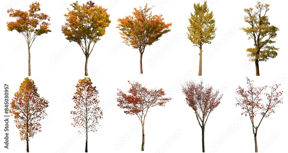 Obraz premium 樹木切り抜きセット透過PNG背景白-Cutout Tree