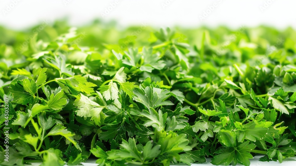 Heap of isolated fresh green parsley leaves Heap of isolated fresh green parsley leaves