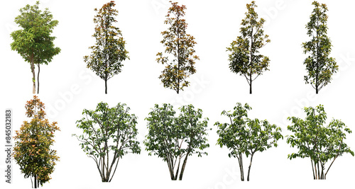樹木切り抜きセット透過PNG背景白-Cutout Tree