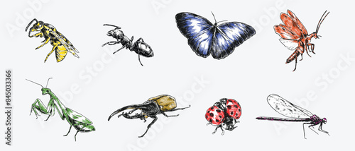 Hand drawn engraving of insects, bugs. Wasp, ant, butterfly, cockroach, praying mantis, hercules beetle, ladybug, dragonfly. Colorful vector illustration.