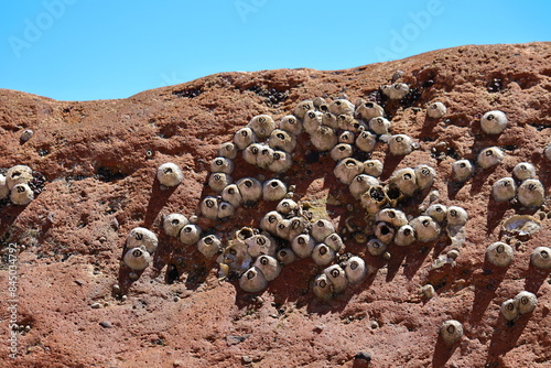 Barnacles hanging on the rocks by the sea