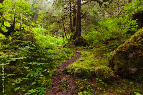Path in the rainforest