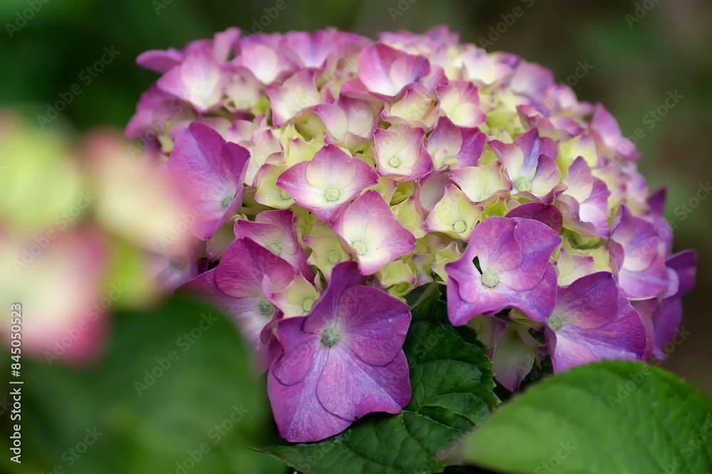 purple hydrangea flower purple hydrangea flower