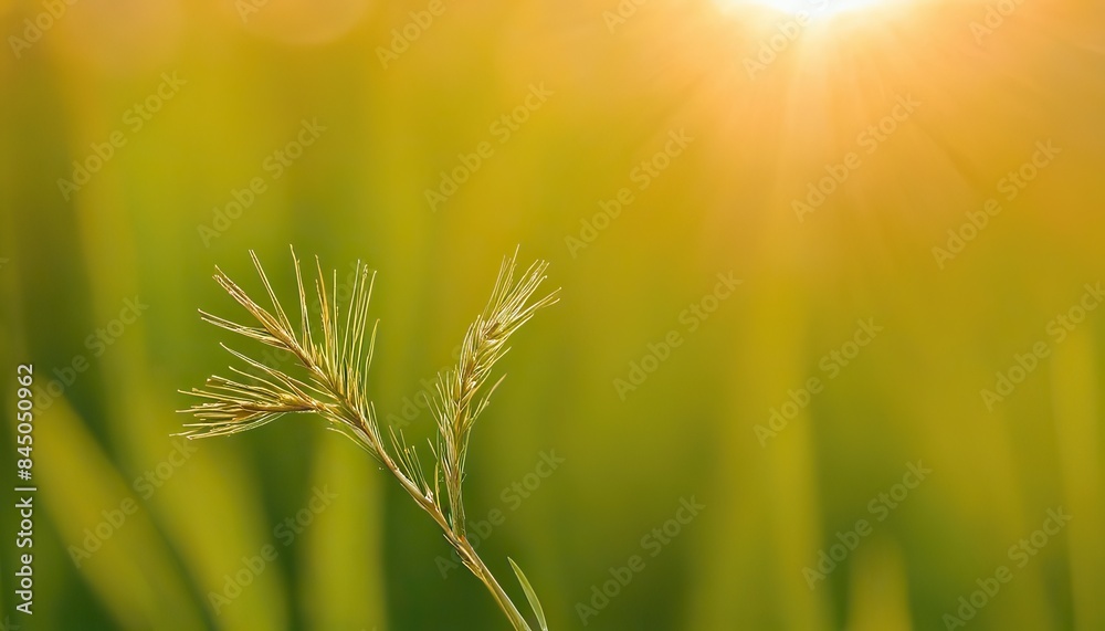 Macro image of wild flowers in a meadow at sunset with shallow depth of field, wildflowers, meadow, sunset, macro, nature, background Macro image of wild flowers in a meadow at sunset with shallow depth of field, wildflowers, meadow, sunset, macro, nature, background