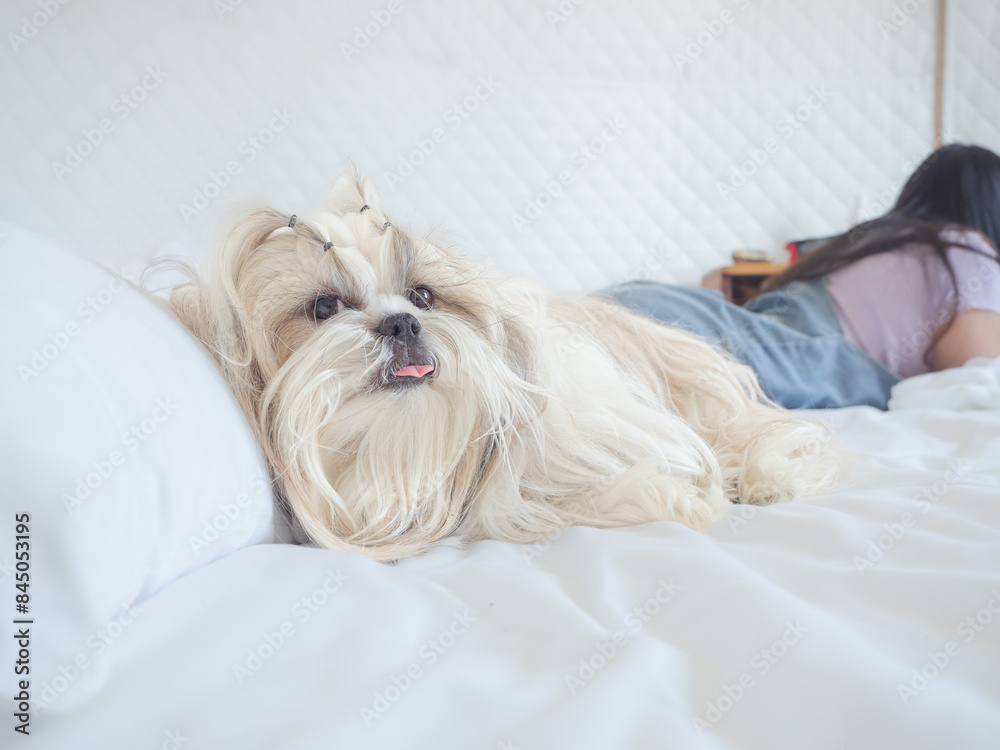 Cute Shih Tzu dog sleep on pillow in bed and blanket, dog feel happy time Cute Shih Tzu dog sleep on pillow in bed and blanket, dog feel happy time