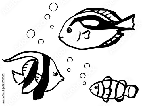 カクレクマノミとナンヨウハギとハタタテダイ　モノクロの線画