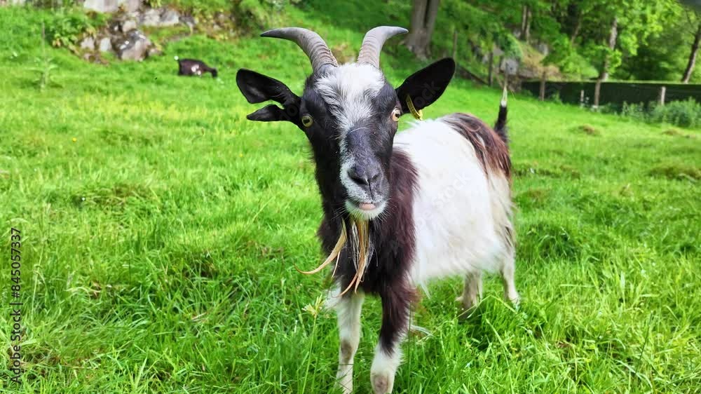 Goat eating green grass and grazing in meadow. Close-up Goat eating green grass and grazing in meadow. Close-up