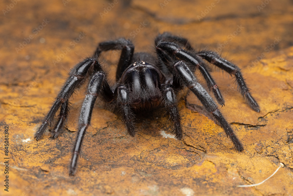 Close up of a Sydney Funnel-web Spider Close up of a Sydney Funnel-web Spider