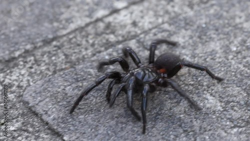 Sydney Funnel-web Spider walking