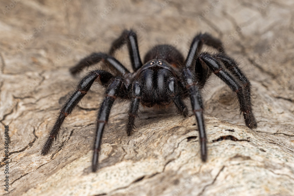 Close up of a Sydney Funnel-web Spider Close up of a Sydney Funnel-web Spider