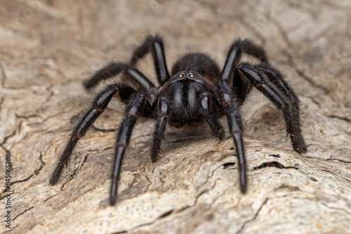 Close up of a Sydney Funnel-web Spider © Ken Griffiths