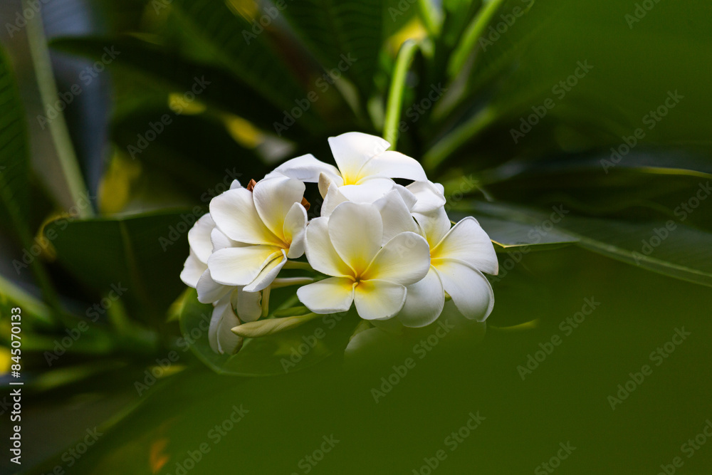 Fototapeta premium Plumeria Flower with leaf