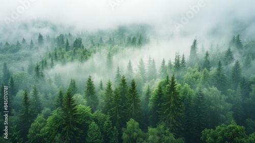 Forest View with Morning Mis