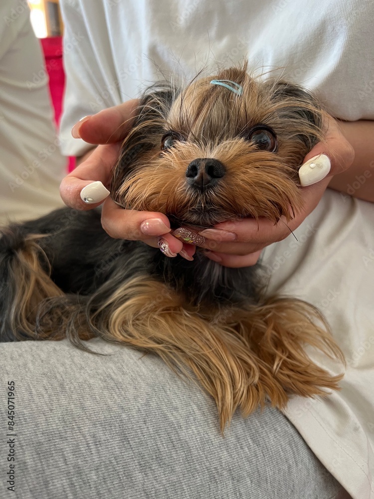 yorkshire terrier puppy in hand yorkshire terrier puppy in hand