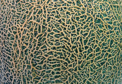 Cantaloupe background and texture, close up