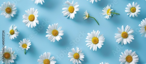 Arrangement of chamomile flowers in a flat lay style over a blue backdrop, highlighting a repeating pattern in a top-down perspective for spring and summer aesthetics.
